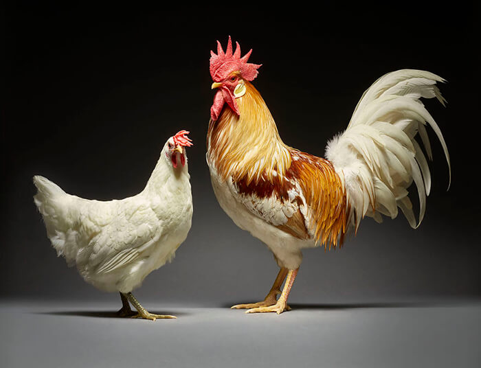 Chicken in Love? Stunning Chicken Photos by Moreno and Matteo