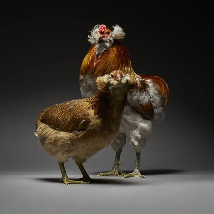 Chicken in Love? Stunning Chicken Photos by Moreno and Matteo