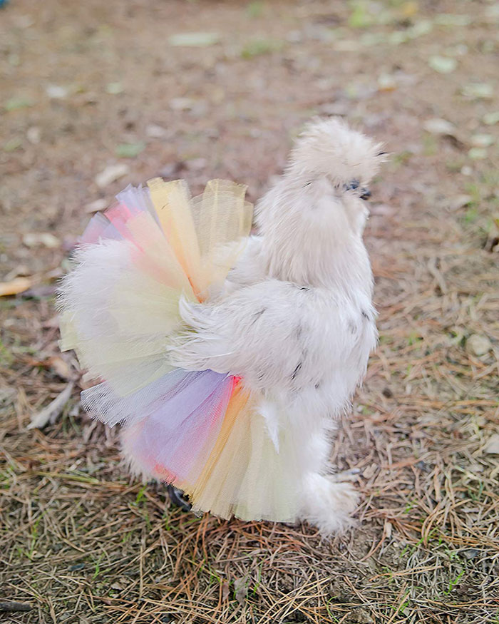 Do You Think Your Chicken Need a Tutu?