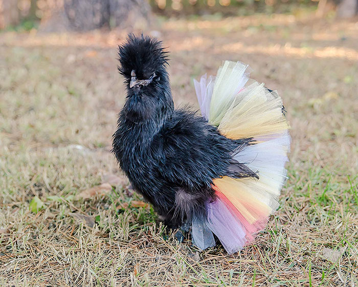 Do You Think Your Chicken Need a Tutu?