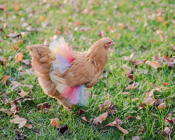 Do You Think Your Chicken Need a Tutu?