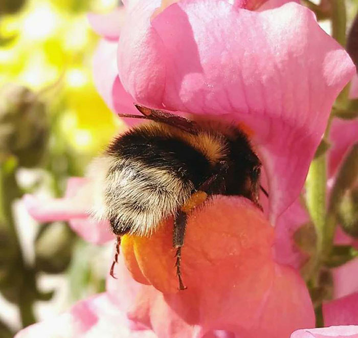 Cute Bumblebee Stuck Their Heads Inside the Flower and ...
