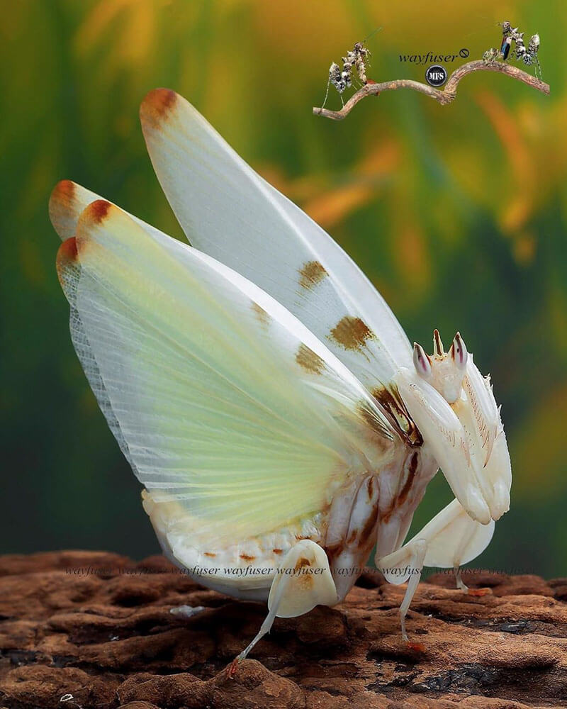 Beautiful Praying Mantis