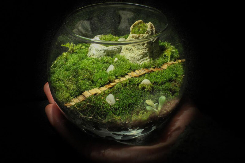 Live Moss Terrarium - Barnacle Mountain : r/terrariums