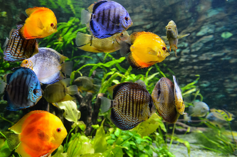 7 Awesome Decoration Ideas to Transform Your Boring Fish Tank - Design Swan