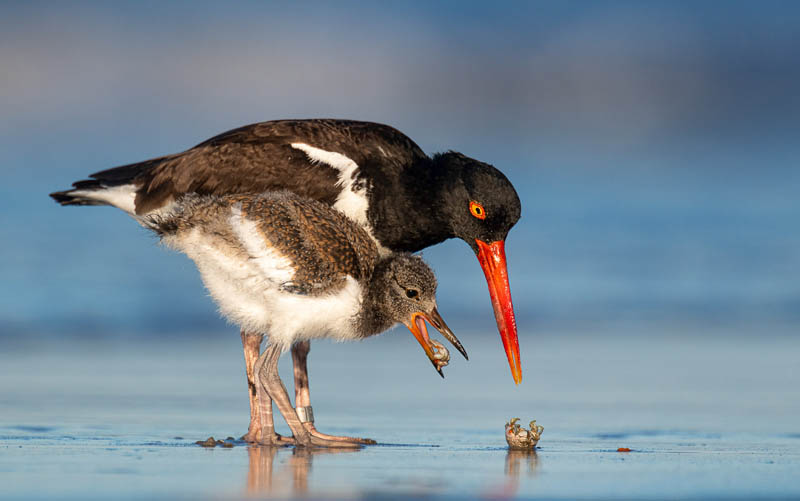 Finalists Of 2021 Bird Photographer Of The Year Contest Design Swan