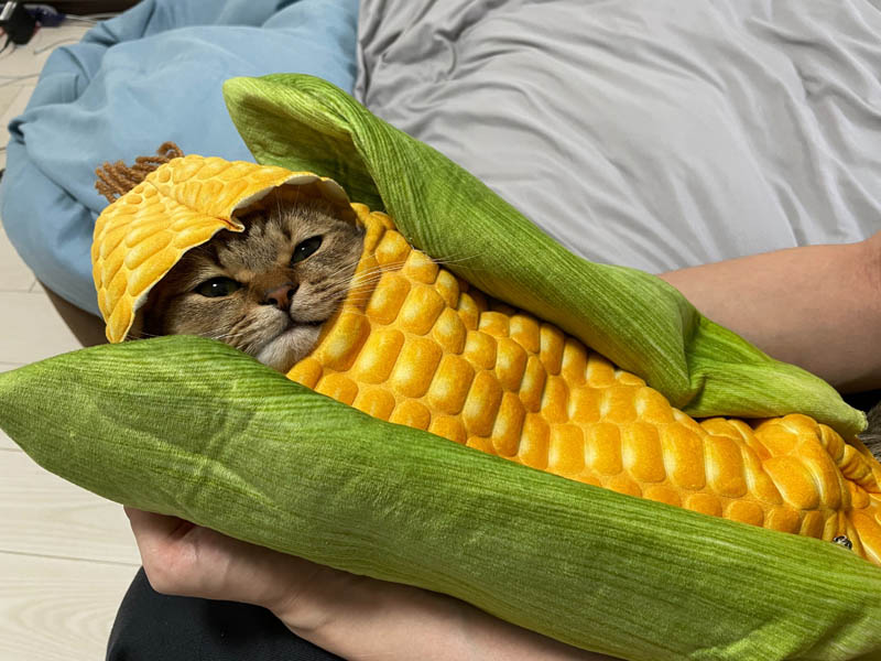 Corn good for store cats