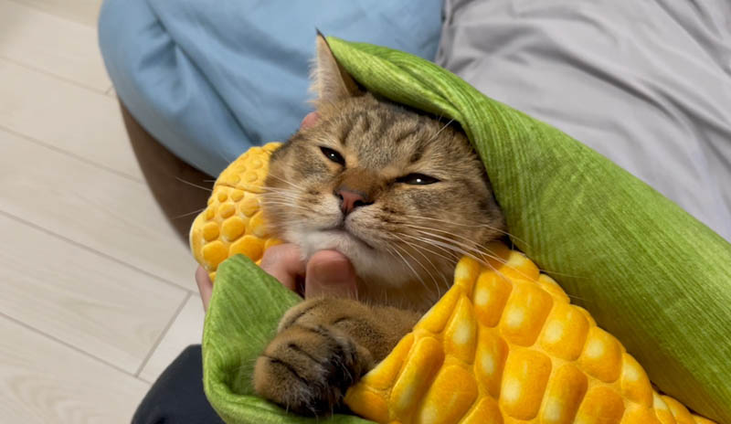 Corn cat clearance