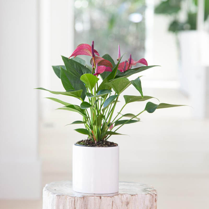 Top 10 Beautiful and Beneficial Indoor Plants for Your Home - Design Swan