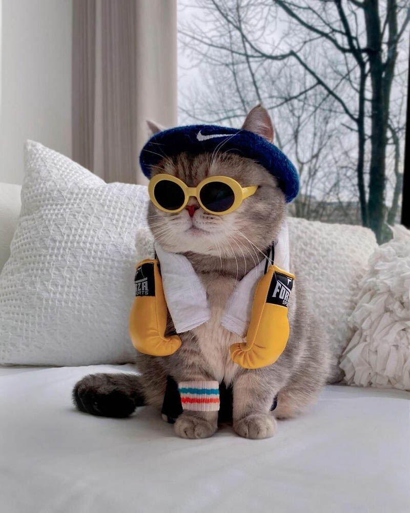 Benson: From A Street Cat To A Cat Influencer - Design Swan