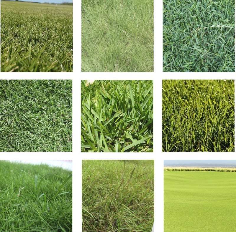 Types Of Cool Season Grasses | vlr.eng.br