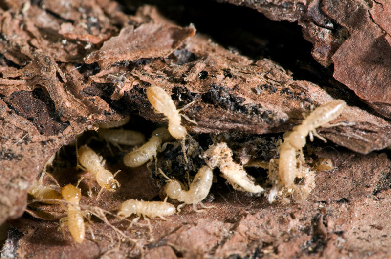 Dampwood Termites