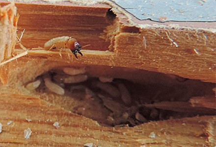 Drywood Termites