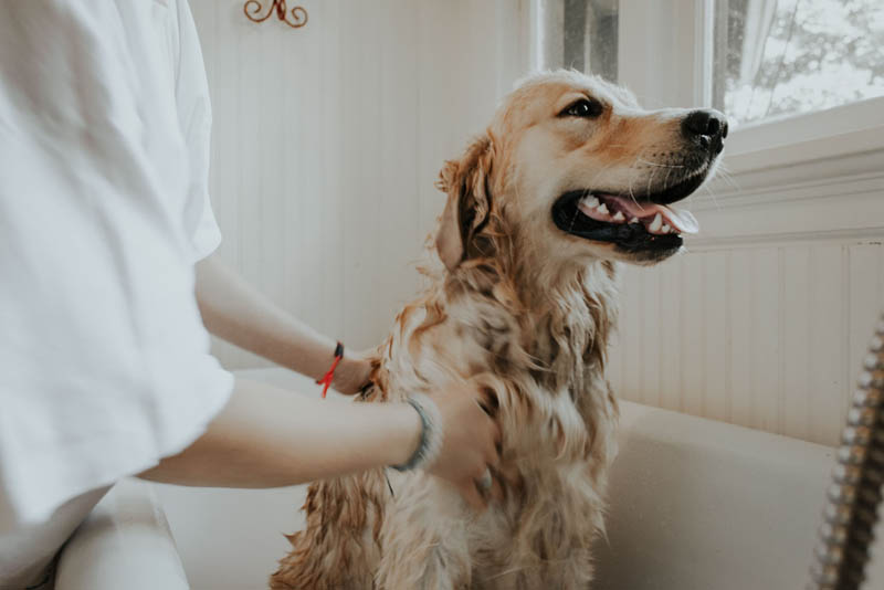 can you put a dog in the shower