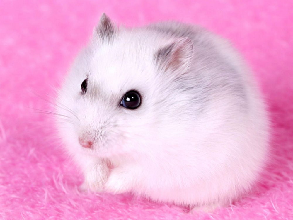 the cutest hamster ever