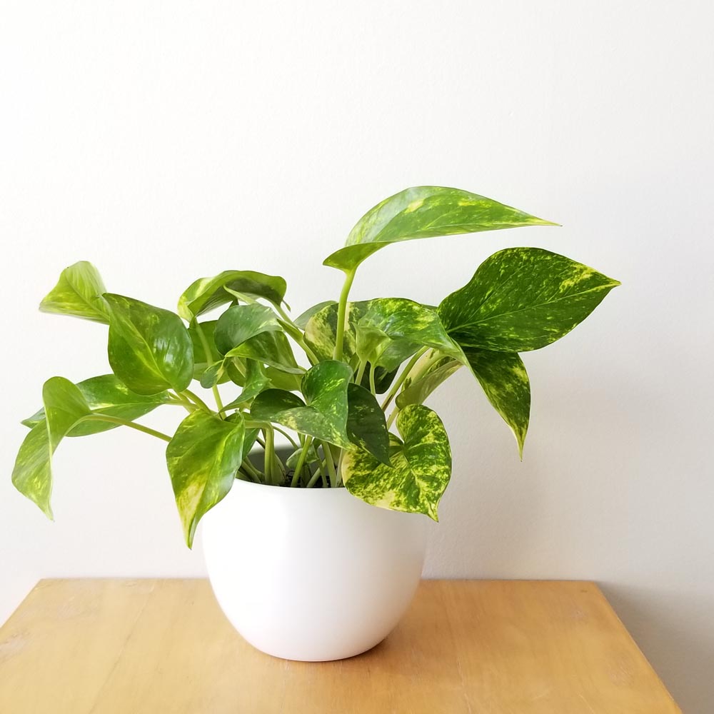 Top 6 Feng Shui Indoor Plants Design Swan