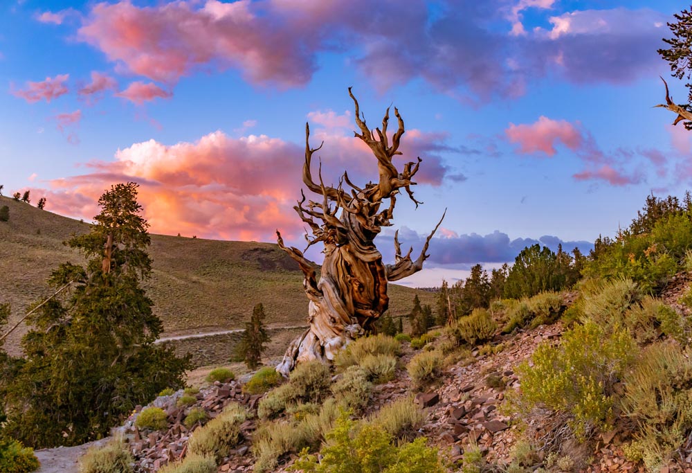 Native Trees For My Colorado Landscape Design Swan