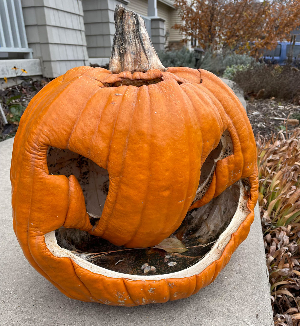 Terrifying Old Rotten Halloween Pumpkins Design Swan