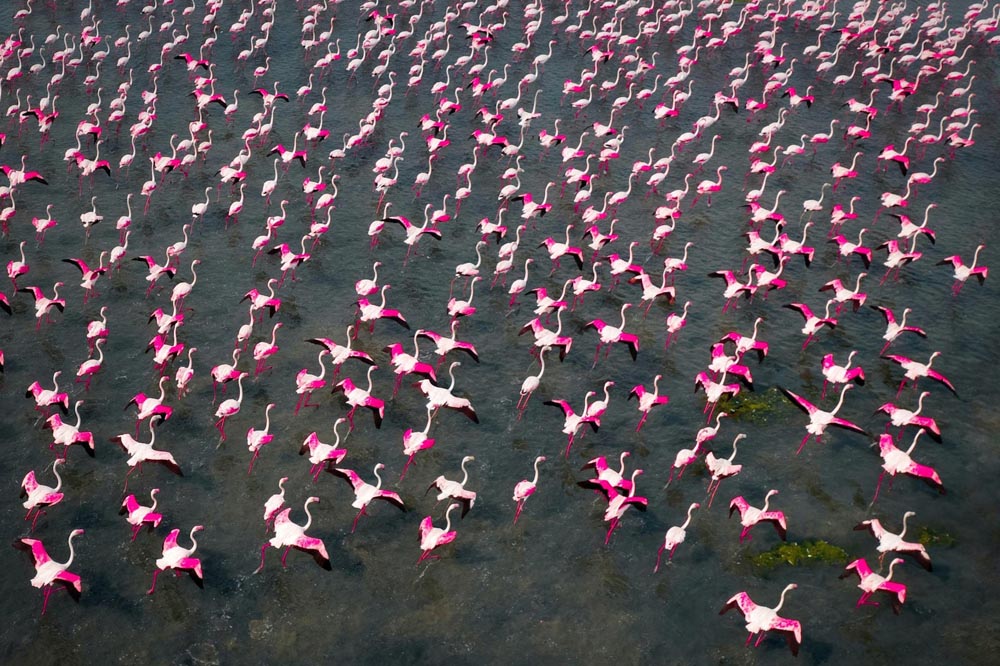 Incredible Aerial Photos of Flamingo Migration by Raj Mohan - Design Swan