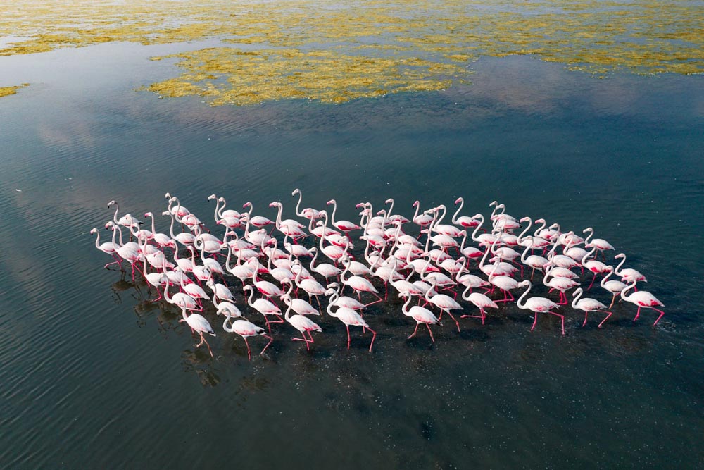 Incredible Aerial Photos of Flamingo Migration by Raj Mohan - Design Swan