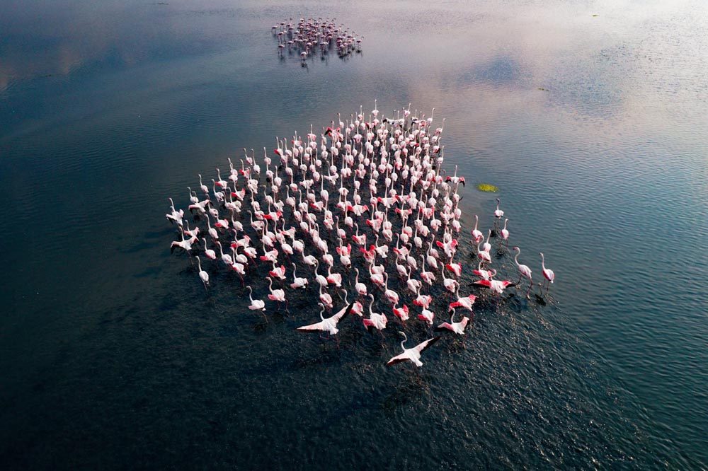 Incredible Aerial Photos of Flamingo Migration by Raj Mohan - Design Swan