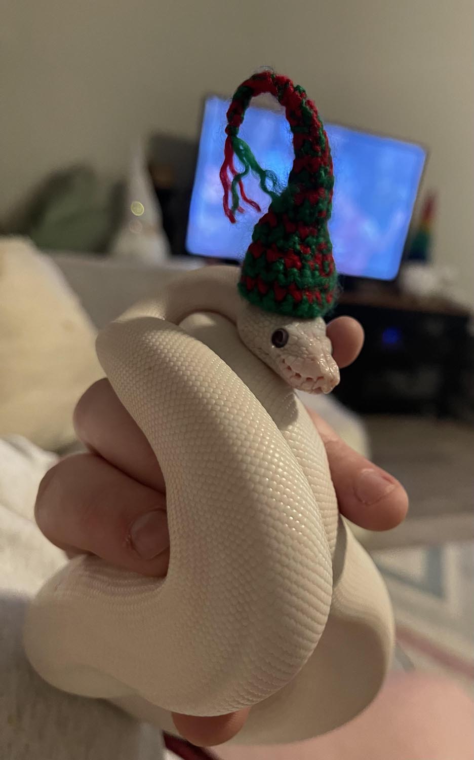 Cute Photos of Snakes with Hats - Design Swan