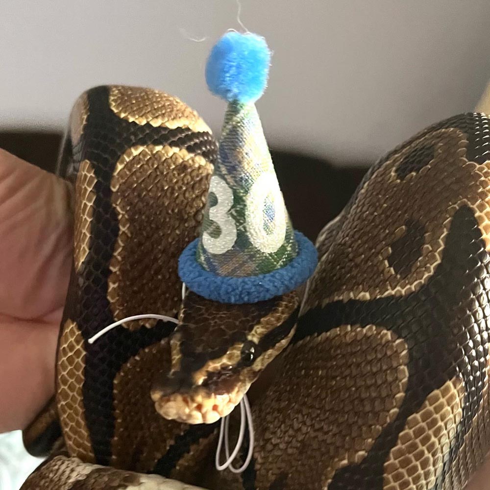 snakes wearing hats gif