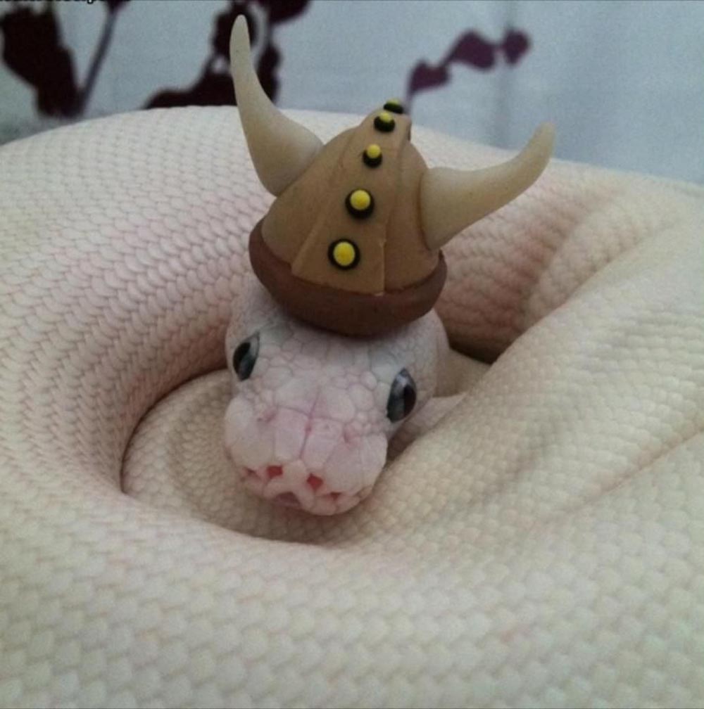 Cute Photos of Snakes with Hats Design Swan