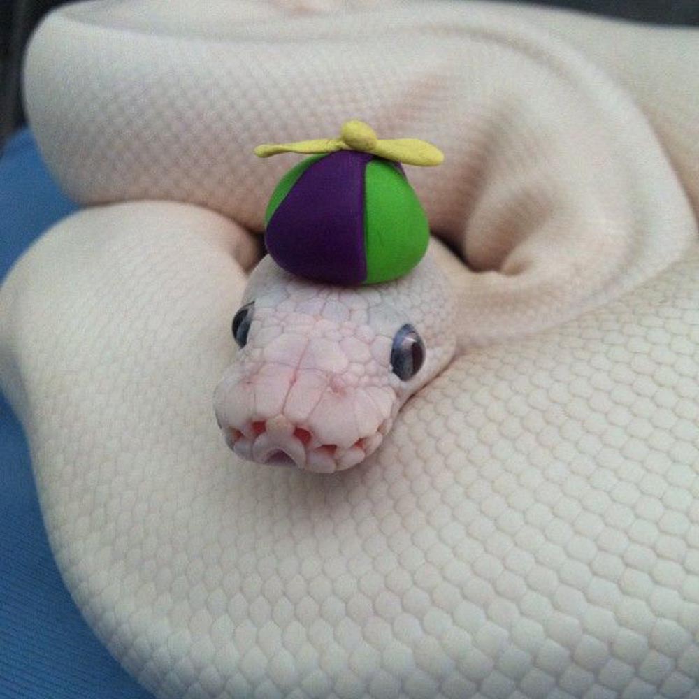 Snakes In Hats