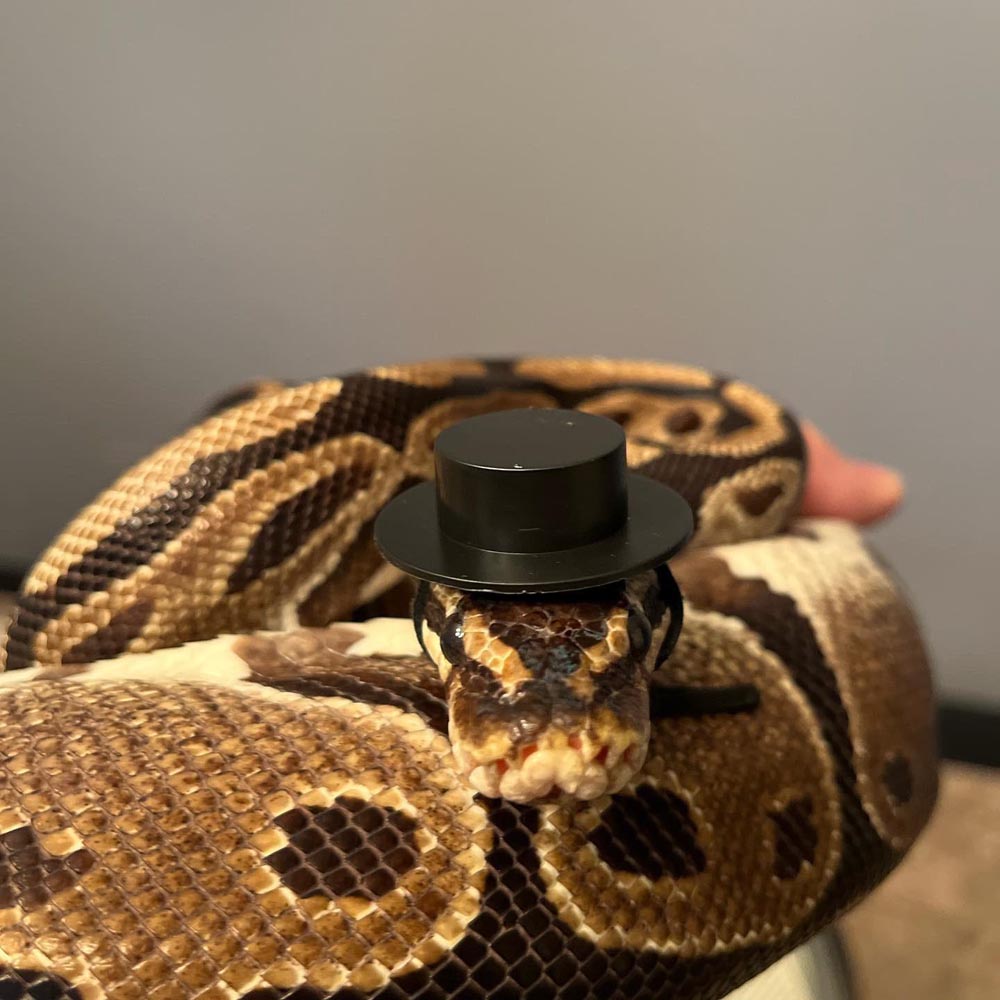 snakes wearing hats gif