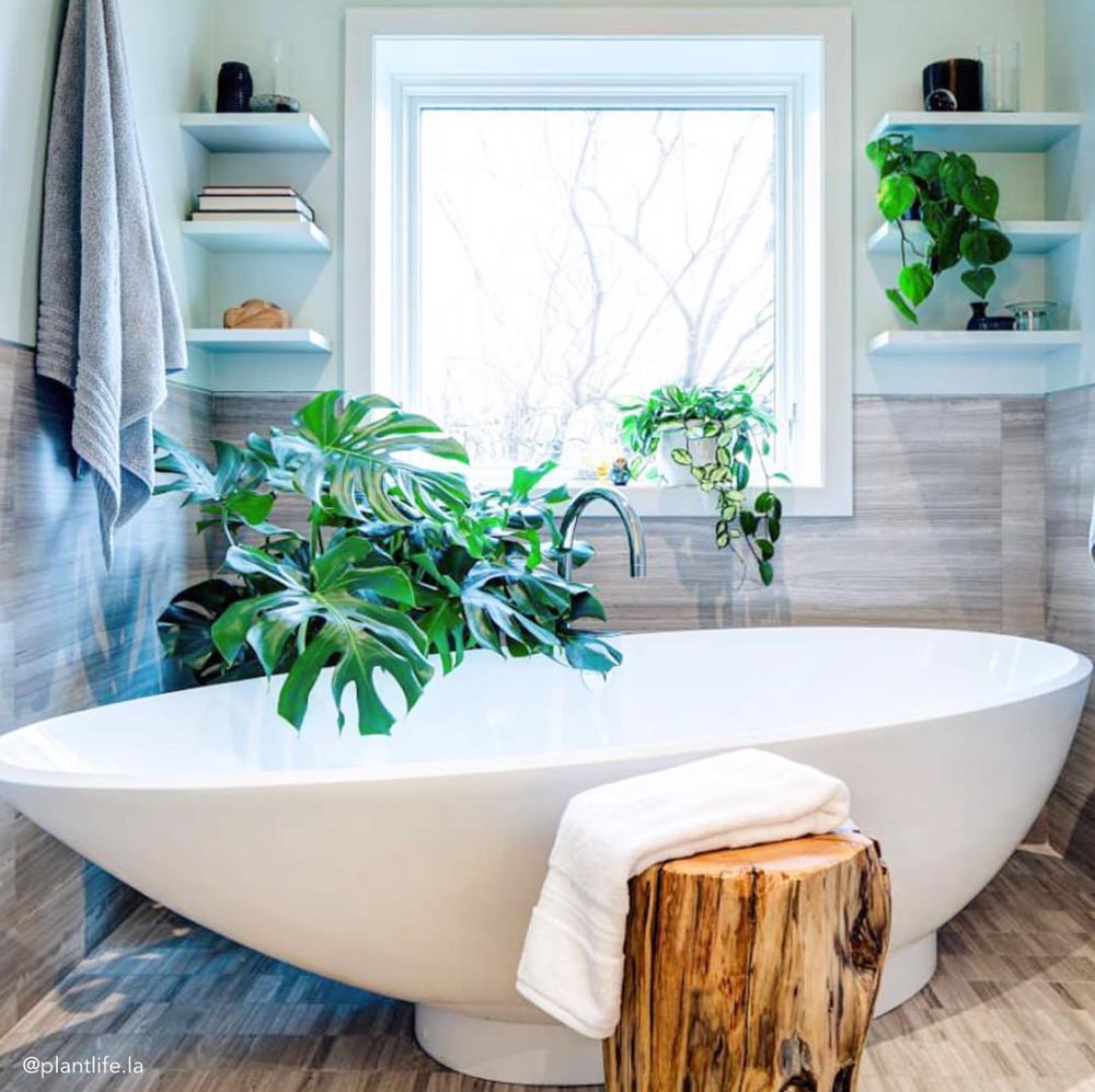 20 Luxurious Bathroom Garden Ideas with Plants