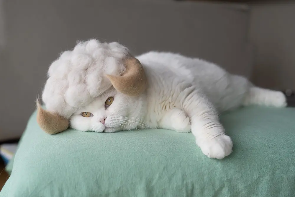 Creative Cat-Hair Hats by rojiman & umatan - Design Swan