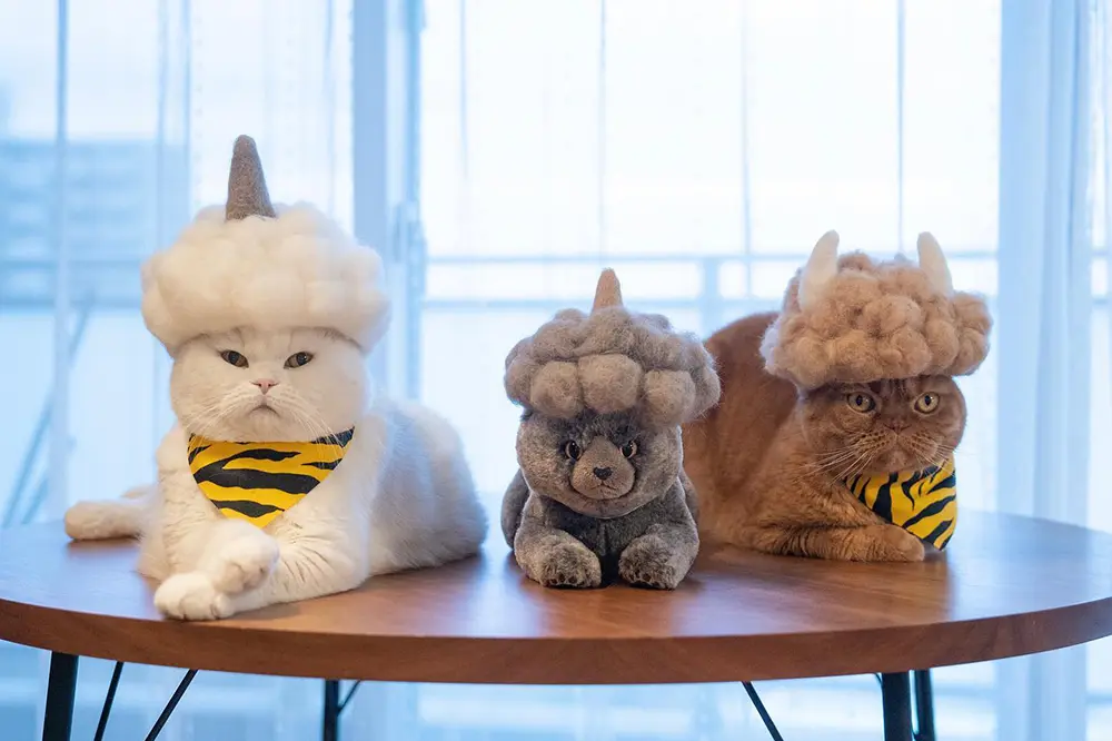 Cats In Hats Made From Their Own Hair