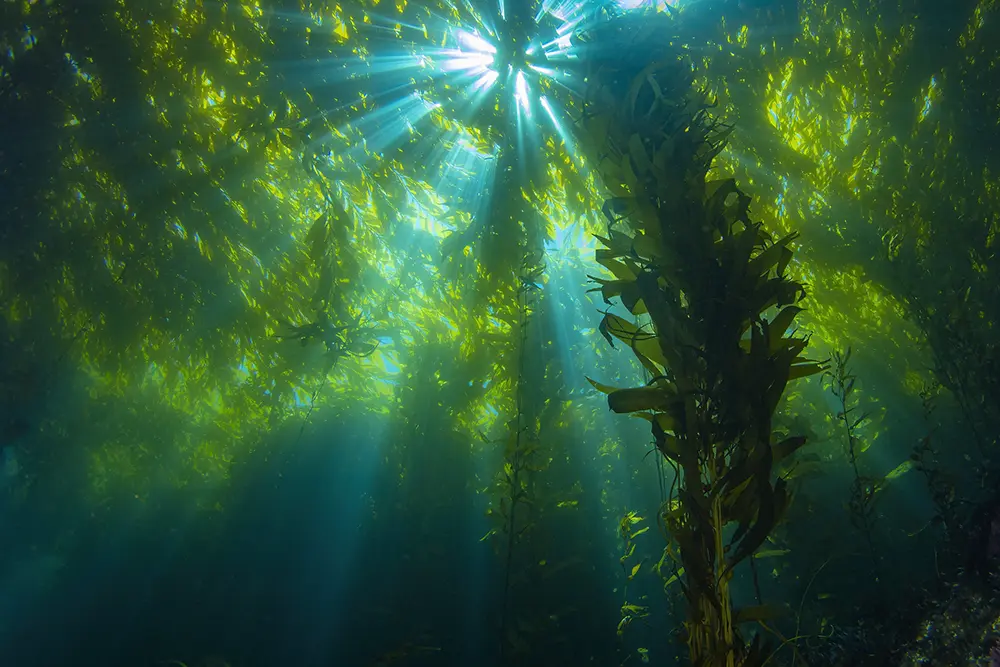 Captivating Kelp Forest Photography by Douglas Klug - Design Swan