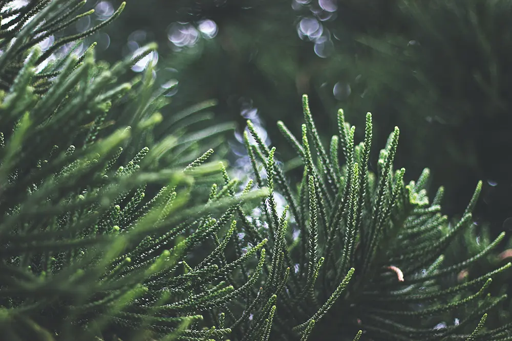 Why Planting Spruce Trees is This Year’s Hottest Garden Trend