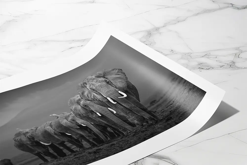 From the Wild to a Wall: Black and White Animal Prints That Tell a Story - Design Swan