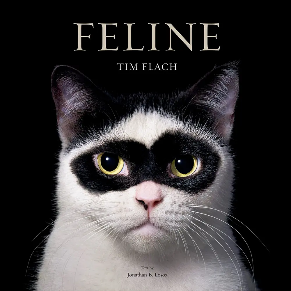 Tim Flach s Feline A Stunning New Photo Book Celebrating The Beauty Of Tim Flach s Feline A Stunning New Photo Book Celebrating The Beauty Of